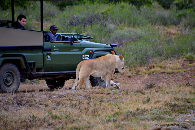 new lion game reserve